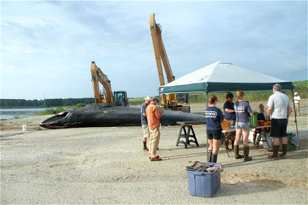 PORTSMOUTH, Va. – Norfolk District, U.S. Army Corps of Engineers employees use an excavator to pull a dead 45-foot sei whale onshore for a necropsy here Aug. 22, 2014. The whale spent a week swimming 