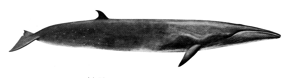 Balaenoptera borealis photo