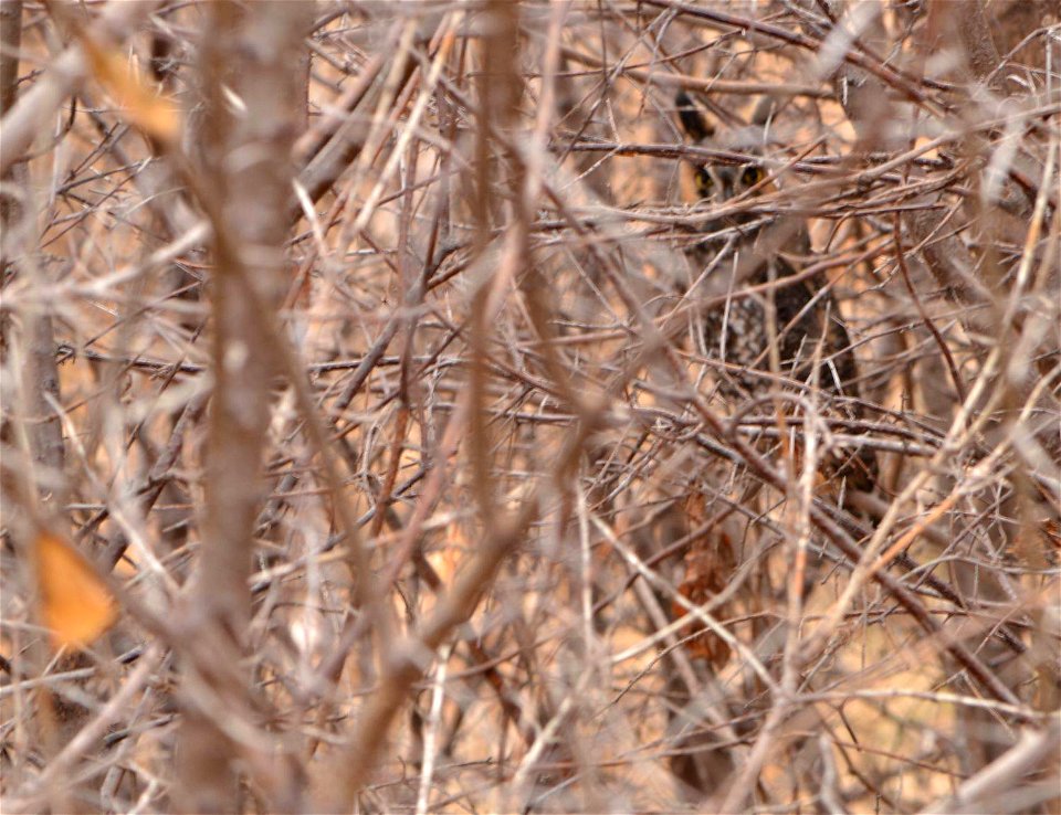 Whoo do you see? This long-eared owl was spotted at Prairie Wetlands Learning Center in Minnesota!

Photo by David Ellis/USFWS.