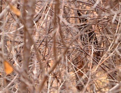 Whoo do you see? This long-eared owl was spotted at Prairie Wetlands Learning Center in Minnesota!

Photo by David Ellis/USFWS.