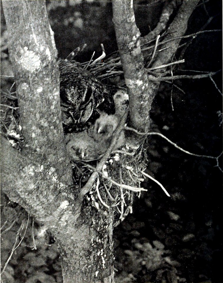 Long-eared owl on nest with young. Photographed at Hyde Park, N. Y. and published in Bird-Lore magazine.
