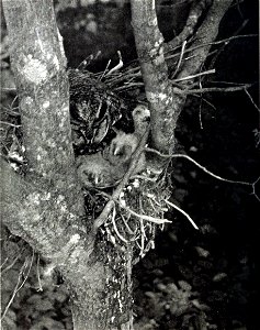 Long-eared owl on nest with young. Photographed at Hyde Park, N. Y. and published in Bird-Lore magazine. photo