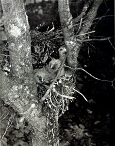 Long-eared owl on nest with young. Photographed at Hyde Park, N. Y. and published in Bird-Lore magazine.