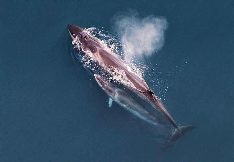 Sei whale (Balaenoptera borealis) mother and calf as seen from the air.
The original NOAA image has been modified by cropping.
