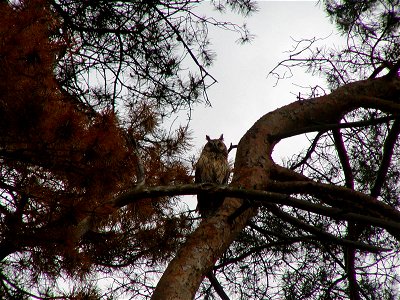 Aufnahme eines Waldohreule auf unserem Grundstück in Blankenfelde/Mahlo