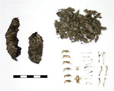 Pellet from a Long-eared Owl (Asio otus) and its components.