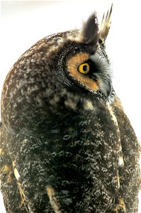 We had an unexpected visitor this week during the snowstorm. A long-eared owl was perched on our back deck and we were able to watch it through the Visitor Center window. It is pretty obvious why it i photo