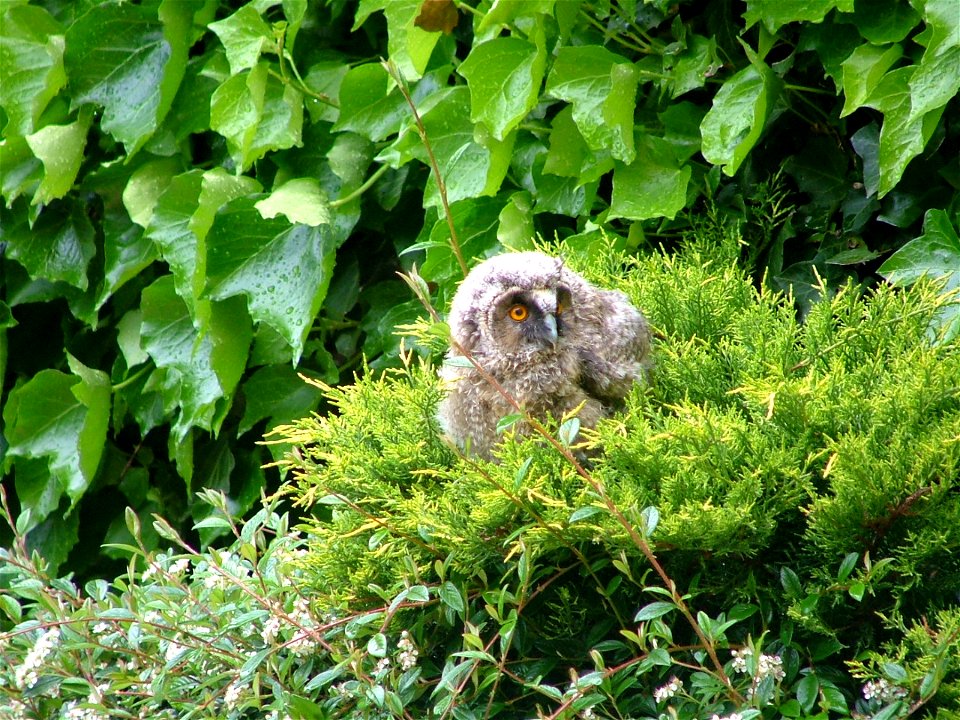 Long-eared Owl Asio otus fledgeling, Ateleta, Italy