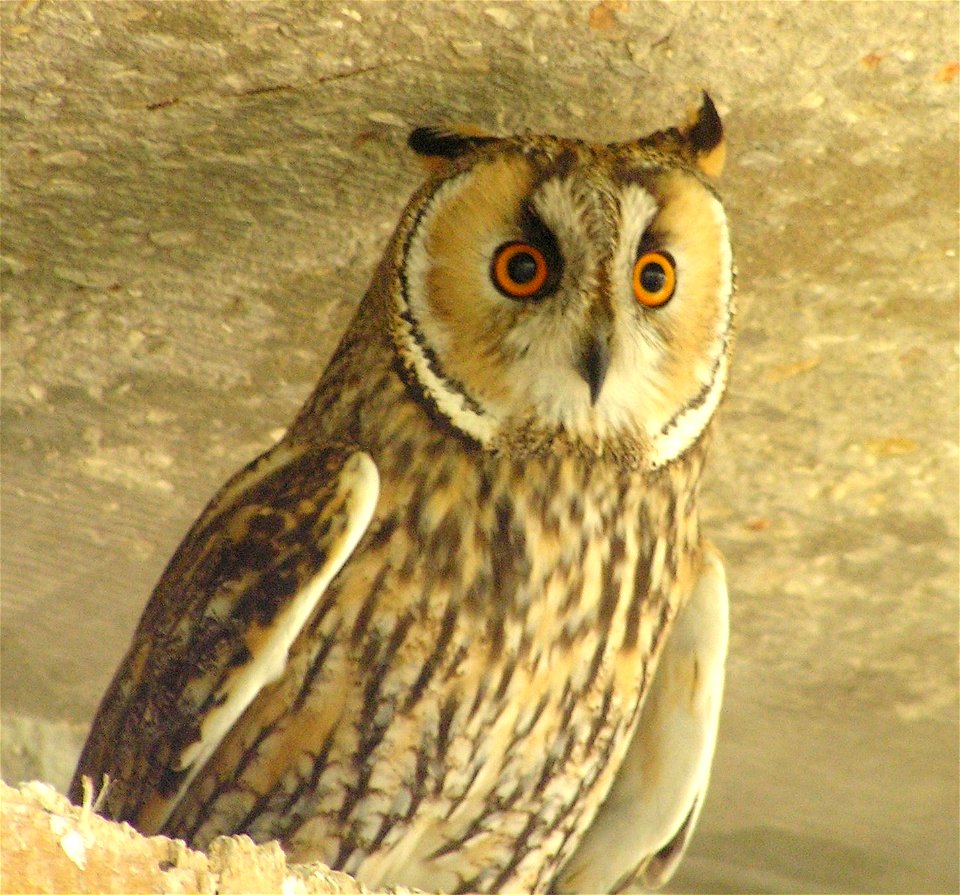 Taken in the Garden for Zoologic Research, Tel Aviv University, Israel.