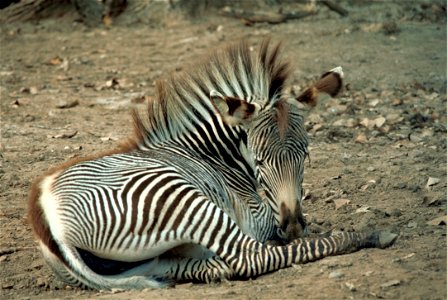 Grevy's Zebra