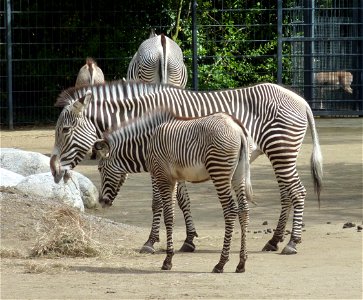 Grevy-Zebras in der Wilhelma