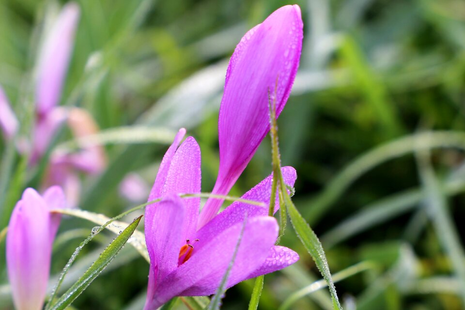 Flowers plant green grass