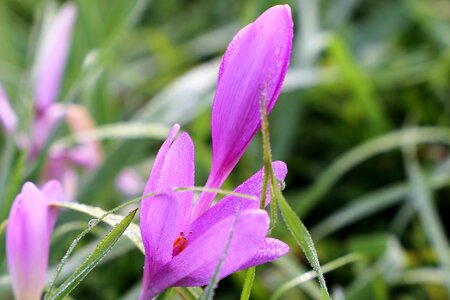 Flowers plant green grass