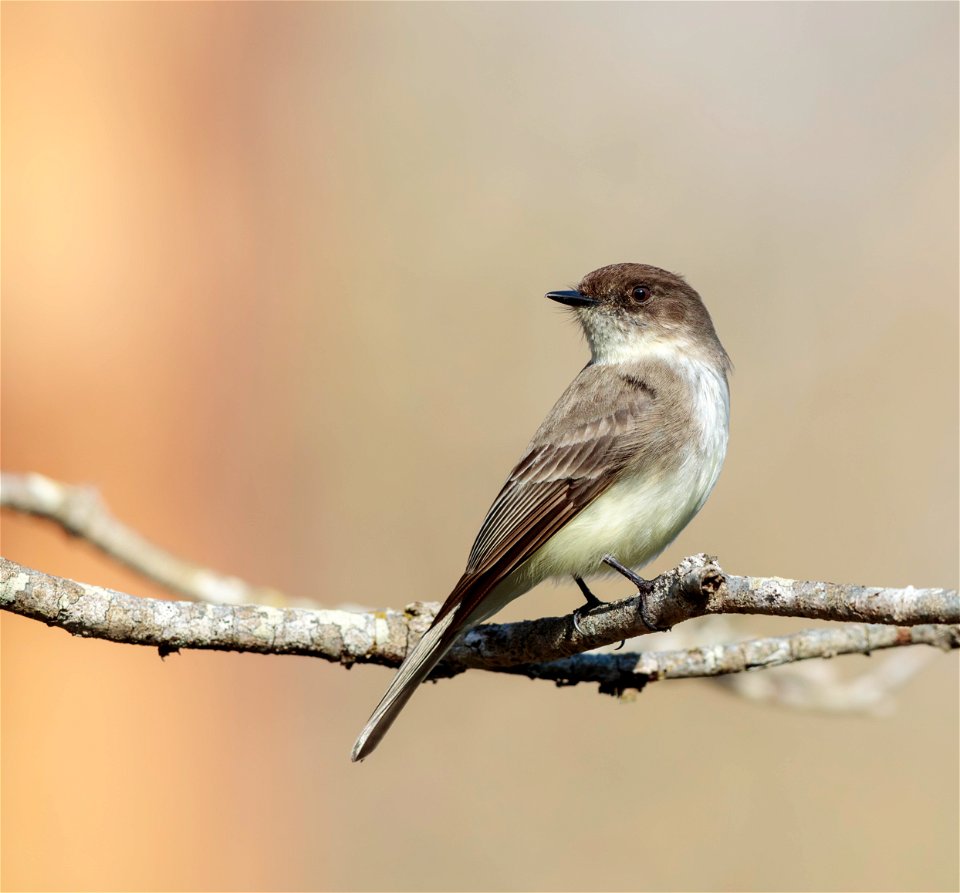 NPS | N.Lewis
Sayornis phoebe

F1A8222