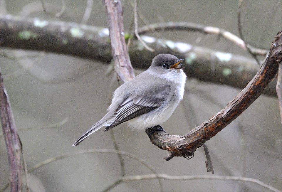 Eastern Phoebe photographed near Quabbin Reservoir, S. Athol, MA on  March 18, 2012.


Credit: Bill Thompson/USFWS