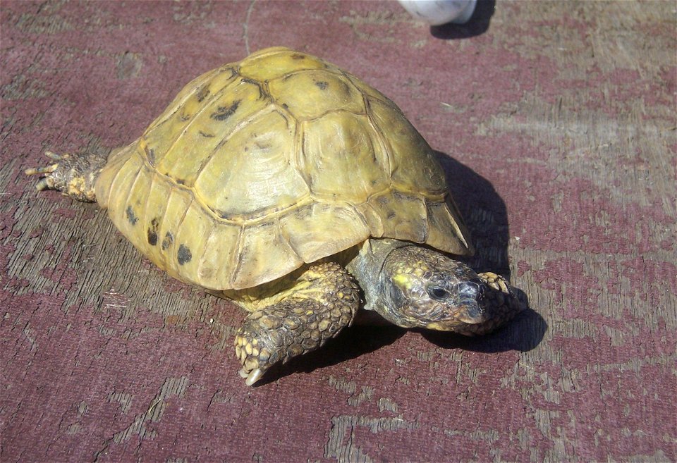 Eine Griechische Landschildkröte. Korsika.