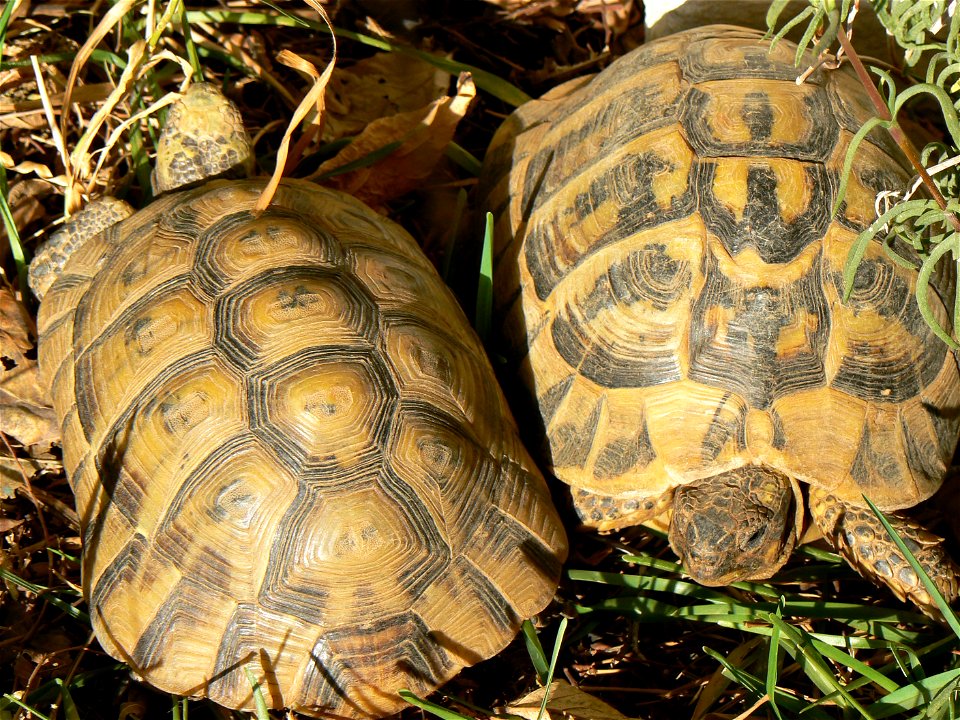 Testudo graeca à gauche et testudo hermanni à droite, Algérie.