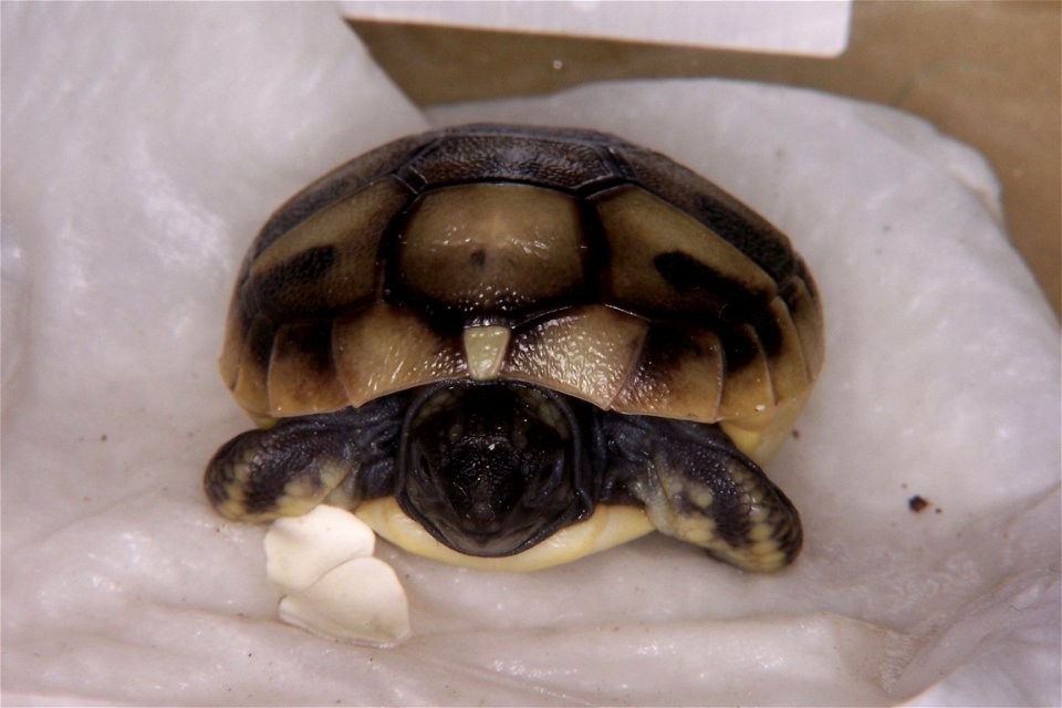Testudo hermanni 14:47 frisch geschlüpft