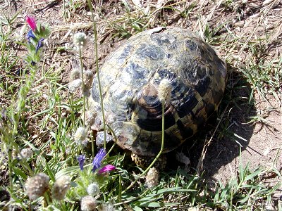testudo hermanni from Corsica