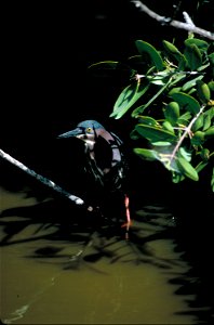 A concealed Green Heron photo