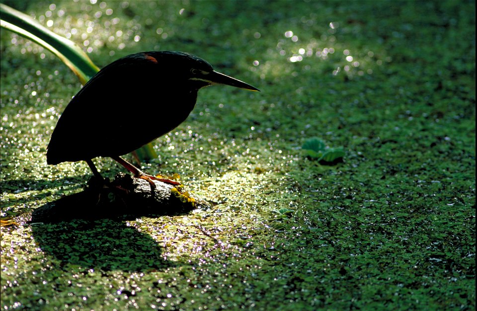 A Green Heron looking over a pond covered with duckweed photo