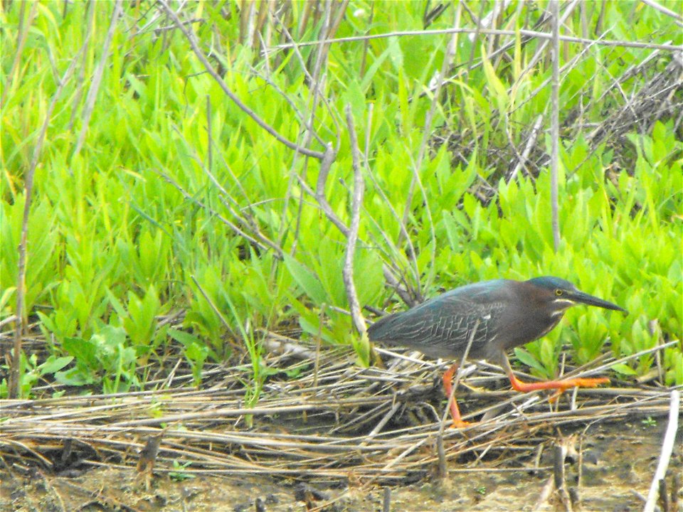 A green heron on the Wildlife Loop at Chincoteague National Wildlife Refuge / Assateague Island National Seashore.


Credit: Emma Kerr/USFWS
