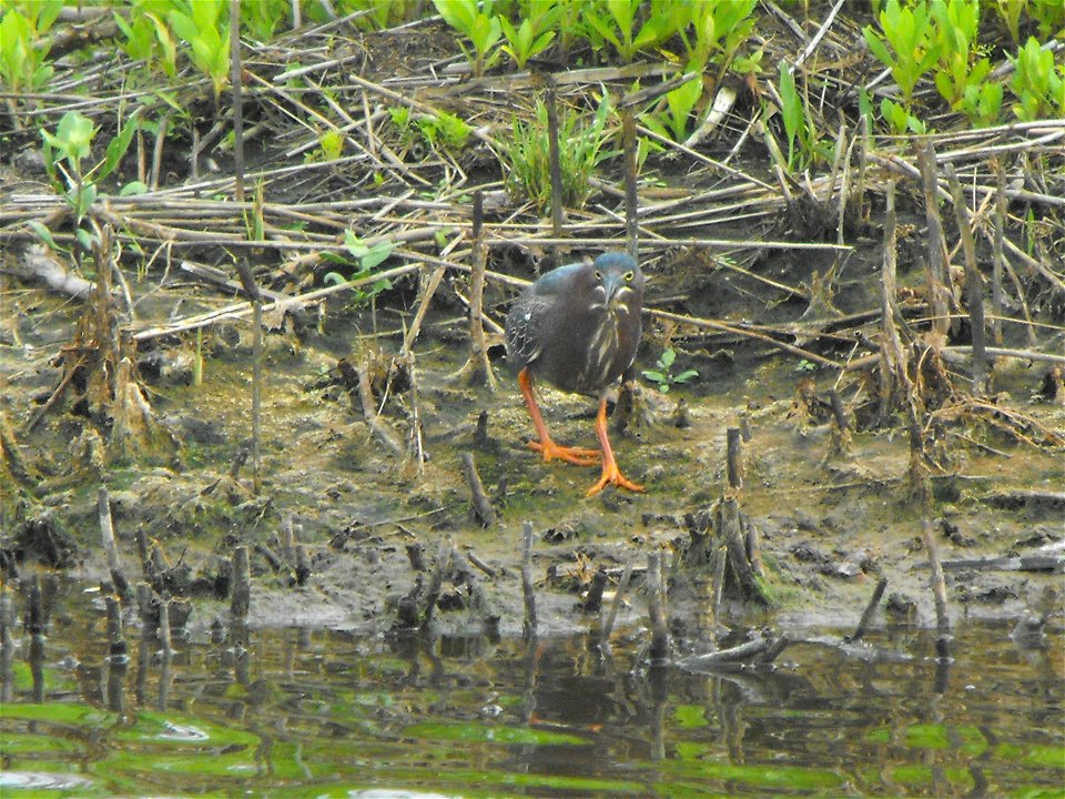 A green heron on the Wildlife Loop at Chincoteague National Wildlife Refuge. Credit: Emma Kerr/USFWS photo