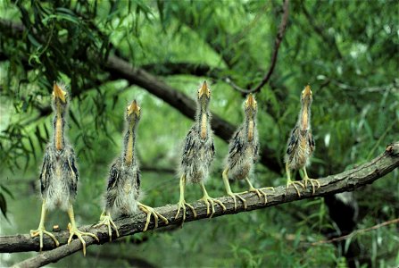 Five young green herons scan the sky avidly for signs of their next meal at Wheeler National Wildlife Refuge in Alabama. (Photo: Roy W. Lowe) photo