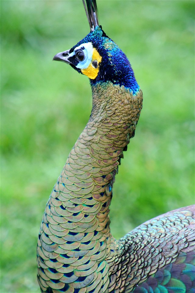 Pavo muticus imperator male