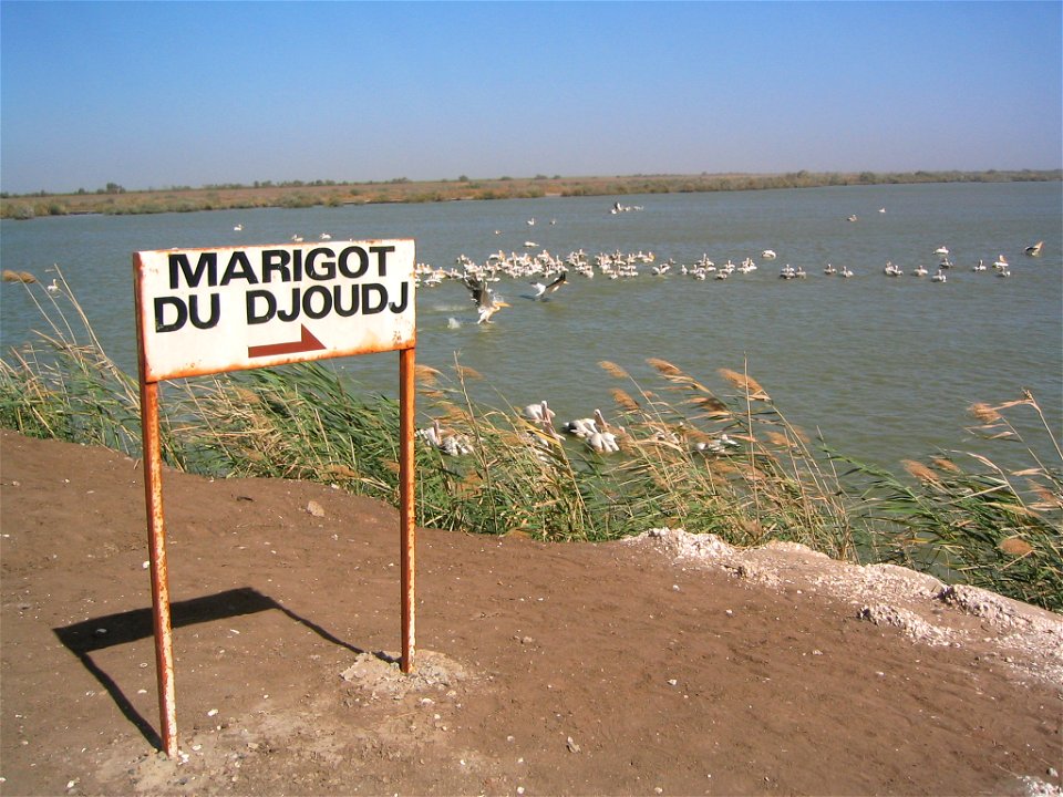 Pélicans au Parc national du Djoudj