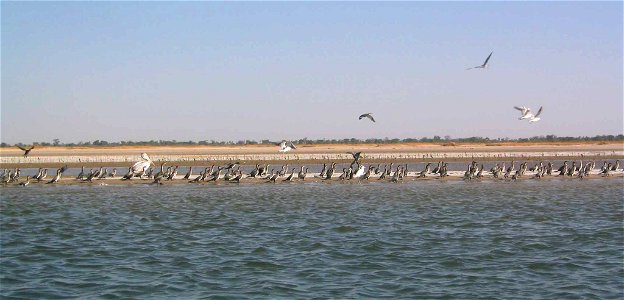 L'île des oiseaux dans le delta du Saloum (à proximité de Mar Lodj) au Sénégal photo
