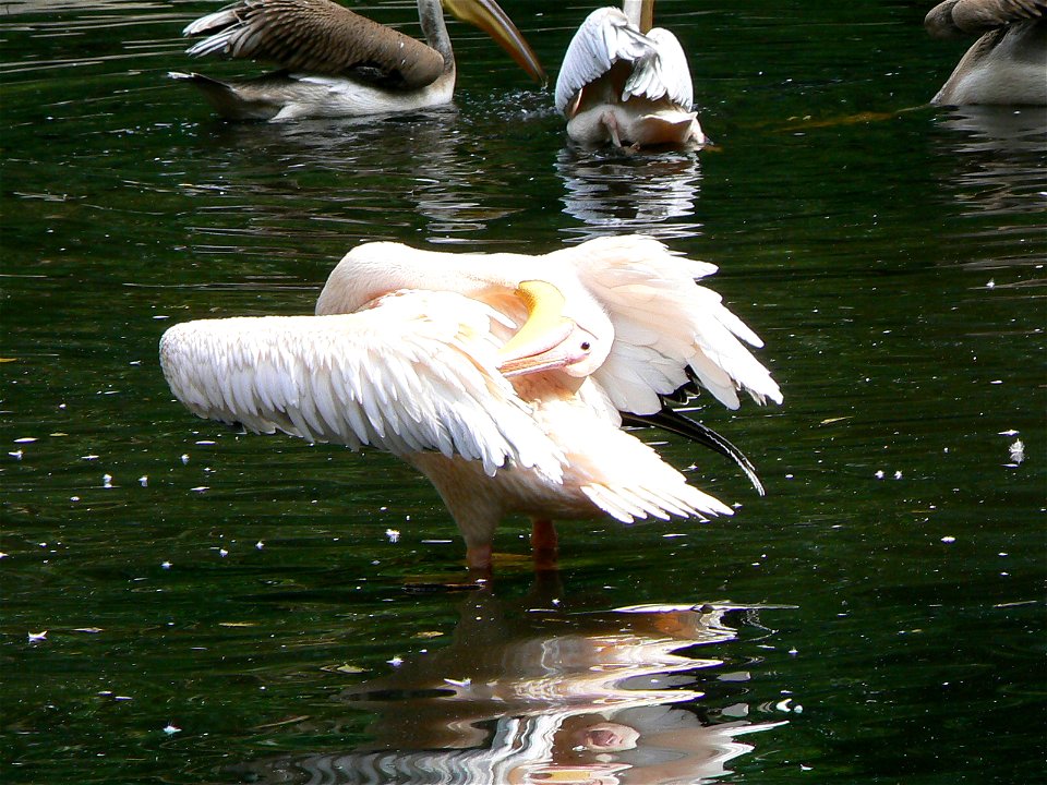Pelecanus onocrotalus /easter white pelican / Rosapelikan