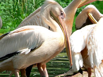 Pelecanus onocrotalus /Great White Pelican / Rosapelikan