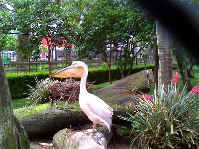 pelicano em cativeiro no Passeio Público em Curitiba - Paraná - Brasil photo