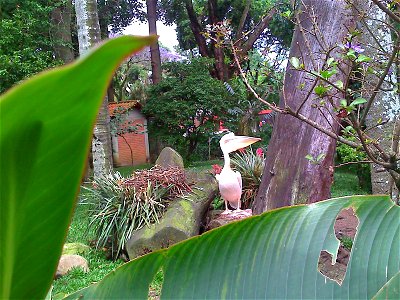 Pelicano em cativeiro no Passeio Público em Curitiba - Paraná - Brasil