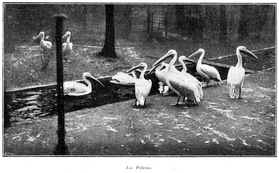 Clément Maurice Paris en plein air, BUC, 1897, Les Pélicans