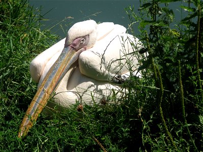 A Great White Pelican crouching. photo