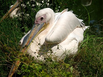 A Great White Pelican sitting. photo