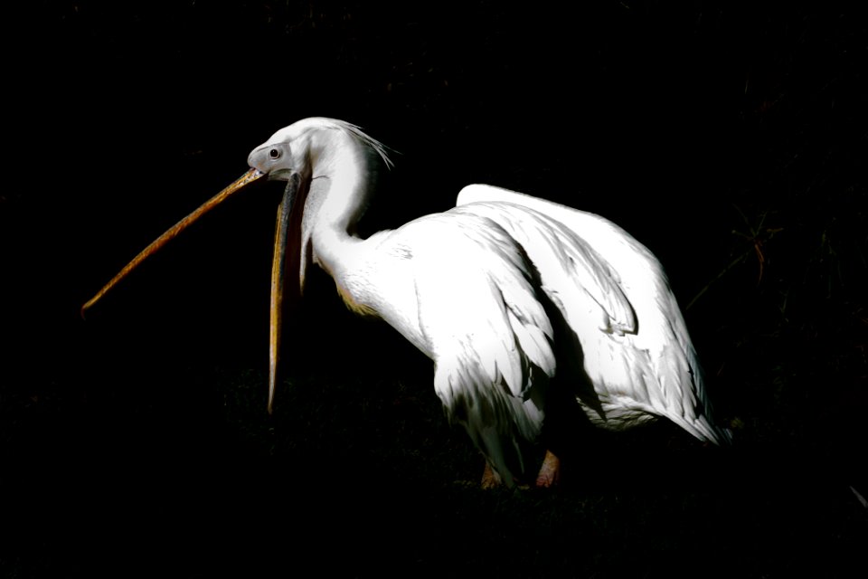 LOW KEY, Wildlife and Plants of Israel
