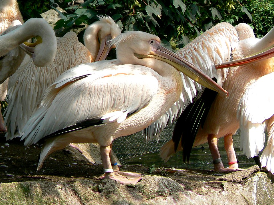 Pelecanus onocrotalus /Great White Pelican / Rosapelikan photo