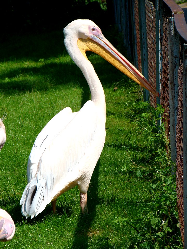 Pelecanus onocrotalus