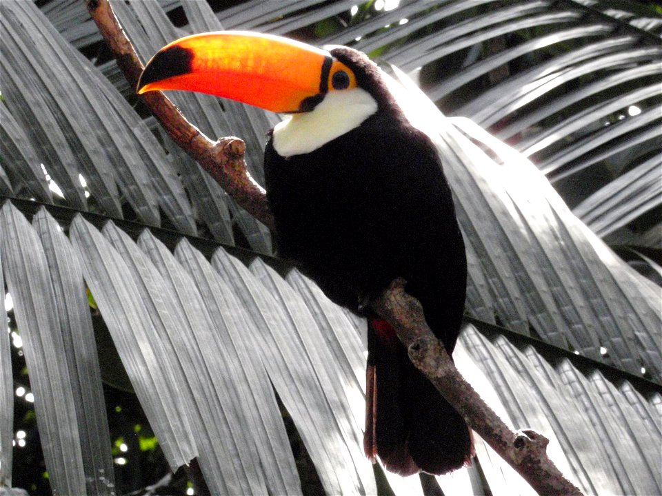 Toco Toucan at Matsue Vogel Park