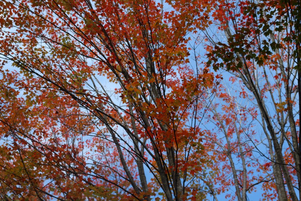 Orange yellow trees
