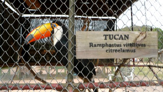Tucan bird native from Uruguayan shores.