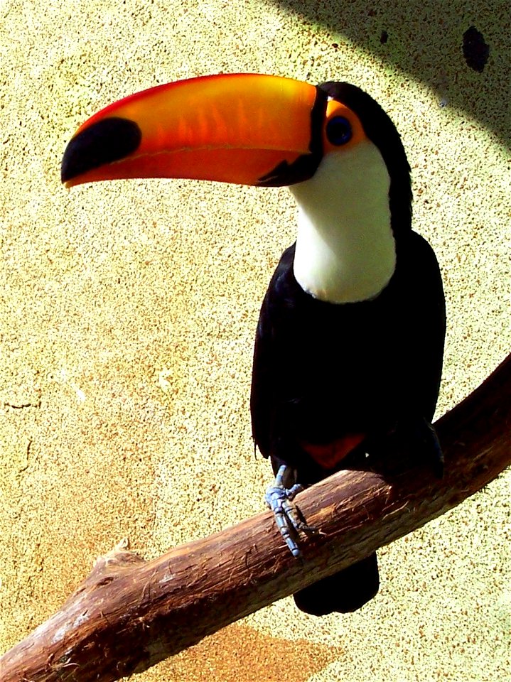 A Toco Toucan (Ramphastos toco) at Rancho Texas Park, Lanzarote photo