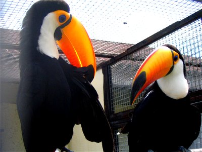 A couple of Toco Toucans, shot in the Kaluga Region Bird Park photo