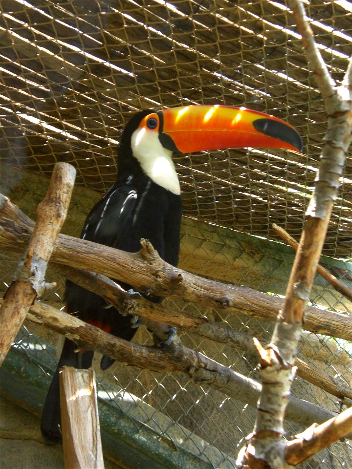 Bonito tucán en Terra Natura Benidorm.