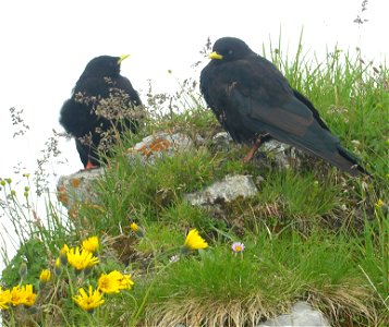 Alpine Choughs Pyrrhocorax graculus on the top of Pilatus (Switzerland), elevation 2,120 m over see level, prominence 	585 m.