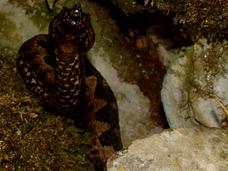 Megriasztott  homoki vipera a Plitvice nemzeti parkban (Horvátország), 2007 április 9.

Vipera ammodytes hiding from visitors at Plitvice NP, Croatia. April 9, 2007.