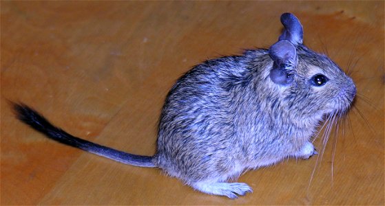 Octodon degus 2